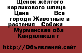 Щенок жёлтого карликового шпица  › Цена ­ 50 000 - Все города Животные и растения » Собаки   . Мурманская обл.,Кандалакша г.